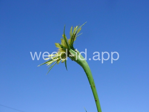 salsify, western